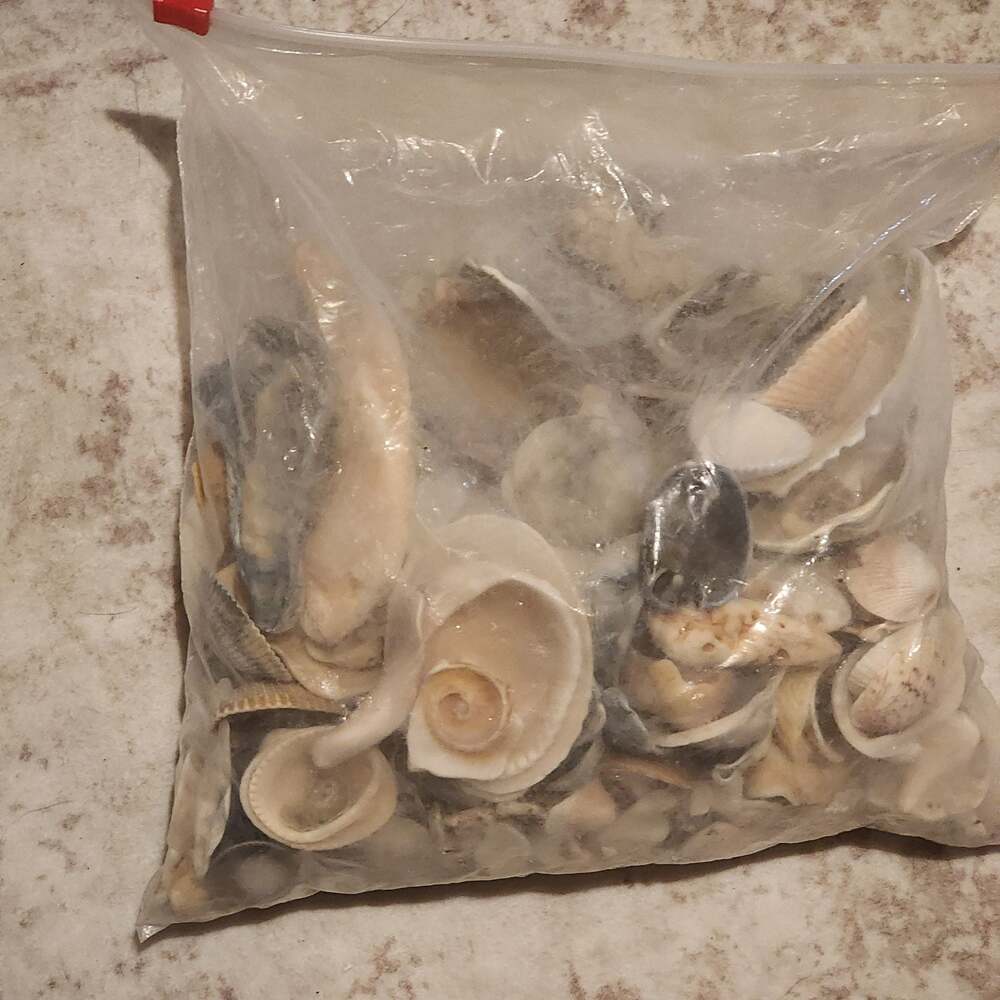 Bag of Assorted Natural Seashells for Crafting and Decor